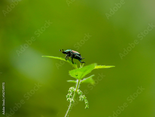 Inquisitive Insect: Japanese Beetle perches on a Leaf in High Park, Toronto © Citizen Blitz