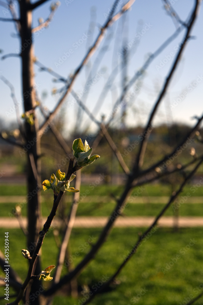 Young tree branches in spring