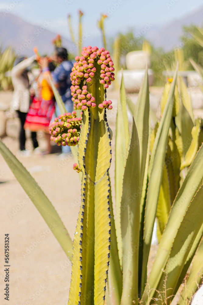 Obraz premium Cadelabrum cardon plant, known as the species Euphorbia candelabrum Trémaux ex Kotschy, belongs to the plant family Euphorbiaceae.
