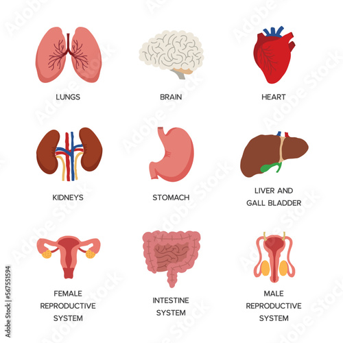 Internal organs. Human body anatomy organ icons, cartoon lungs and heart, urinary system and liver, reproductive function and brain, illustration