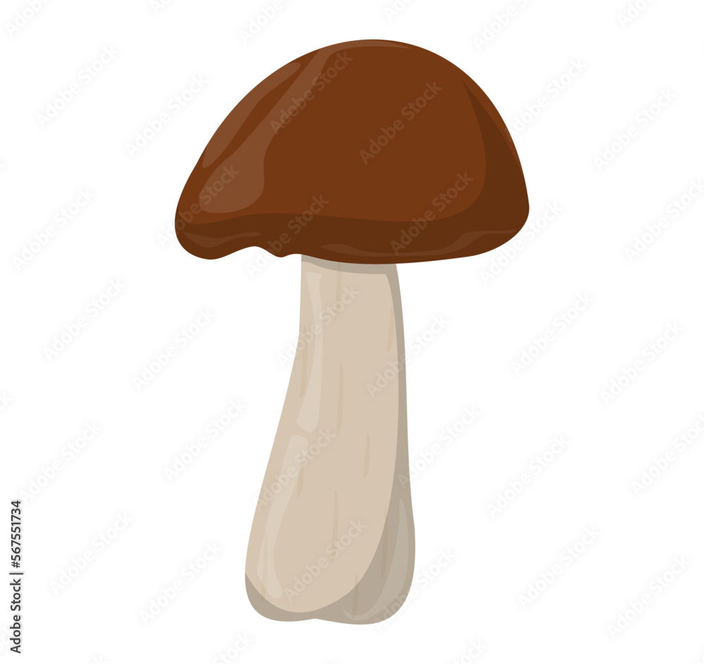 Shiitake mushroom. Edible Organic mushrooms. Truffle brown cap. Forest wild mushrooms types. Shiitake mushroom. Edible Organic mushrooms. Truffle brown cap. Forest wild mushrooms types.