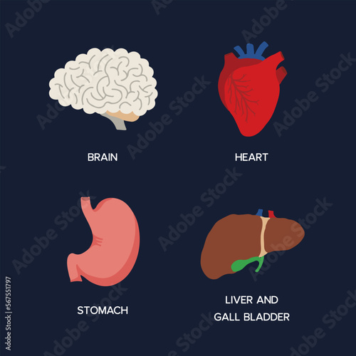 Human Internal organs, cartoon anatomy body parts brain and heart, stomach and liver with gall bladder, vector illustration