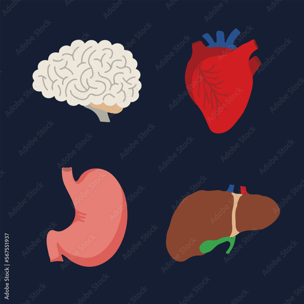 Human Internal organs, cartoon anatomy body parts brain and heart, stomach and liver with gall bladder, vector illustration