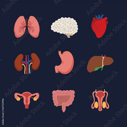 Internal organs. Human body anatomy organ icons, cartoon lungs and heart, urinary system and liver, reproductive function and brain, illustration
