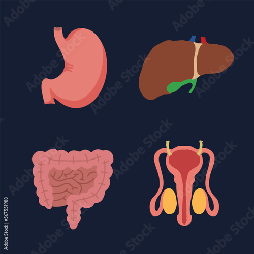 Human Internal organs, cartoon anatomy body parts, stomach with intestinal system, liver with gall bladder and male reproductive system, vector illustration