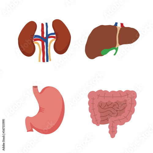 Human Internal organs, cartoon anatomy body parts, stomach with intestinal system, kidneys and liver with gall bladder, vector illustration