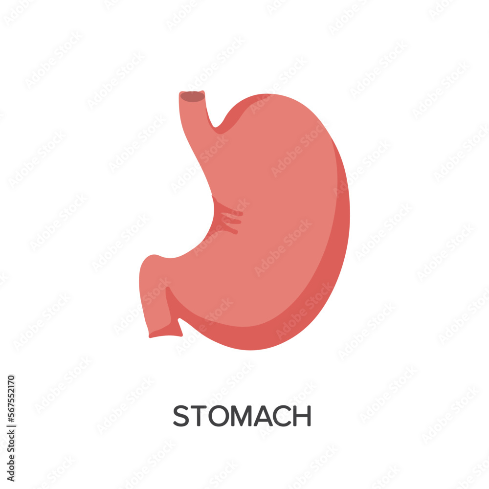 Human Internal organs, cartoon anatomy body part stomach, vector illustration Human Internal organs, cartoon anatomy body part stomach, vector illustration