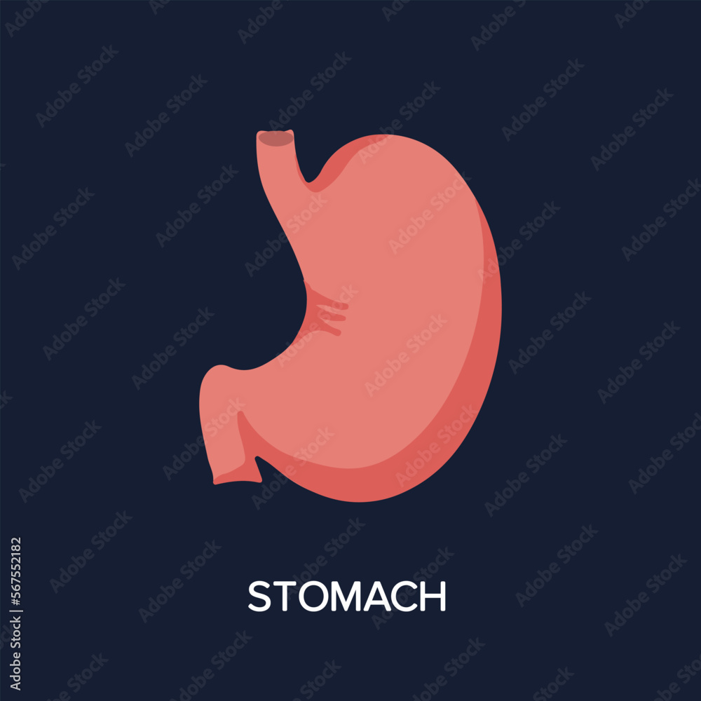 Human Internal organs, cartoon anatomy body part stomach, vector illustration Human Internal organs, cartoon anatomy body part stomach, vector illustration