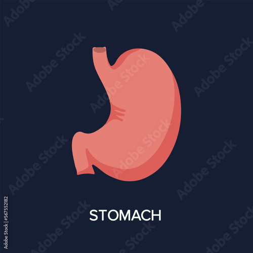 Human Internal organs, cartoon anatomy body part stomach, vector illustration