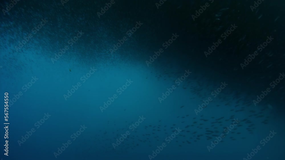 Movement of one school of fish forms shape underwater. Group fish of one species in underwater marine life world of Philippine Sea. Movement of one school of fish forms shape underwater. Group fish of one species in underwater marine life world of Philippine Sea.
