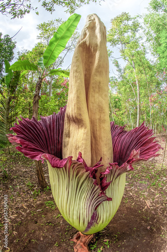Fototapeta Naklejka Na Ścianę i Meble -  corpse flower or Amorphophallus titanum in forest