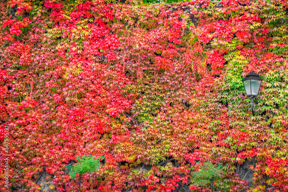 Autumn foliage colors in Vienna public park, Austria Autumn foliage colors in Vienna public park, Austria