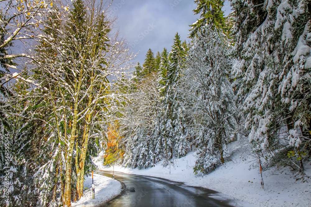 Road in alpine woodland and snowy pine woods in bavarian Alps at autumn, Germany