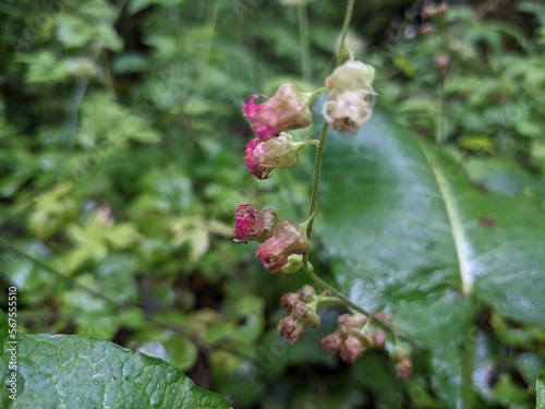 Close-up of Fringe Cup (Tellima grandiflora) flowers, both the fully mature pink ones and the slightly older white blossoms, growing from a single stalk in selective focus, with a lush green woodland. photo