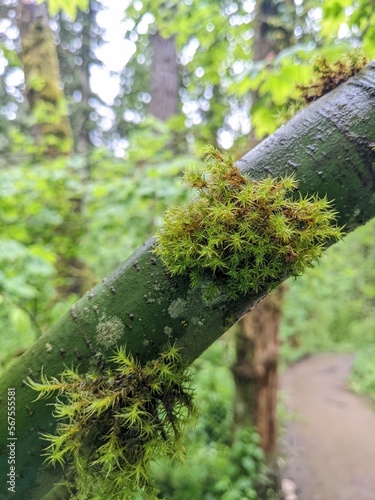 Moss from the family Orthotrichaceae growing on a green tree limb with a lush woodland in the background. photo