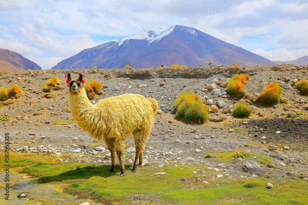 Llama, high altitude Camelid from South America in Bolivia altiplano