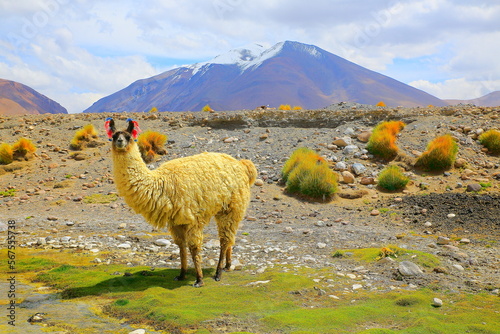 Obraz na płótnie Llama, high altitude Camelid from South America in Bolivia altiplano w salonie