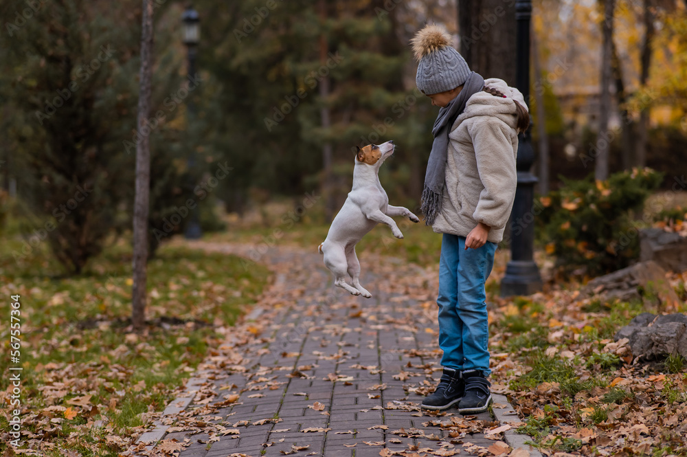 Obraz premium Caucasian girl playing with a dog for a walk in the autumn park. 