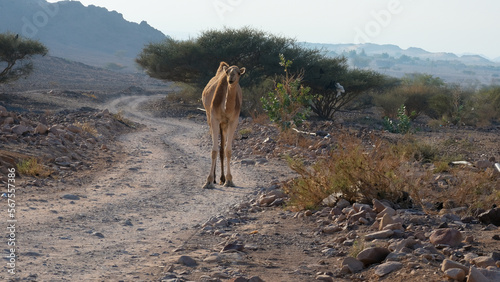 Solo camel walking on remote winding gravel road in rural Arabian desert countryside of Jordan, Middle East © Adam Constanza