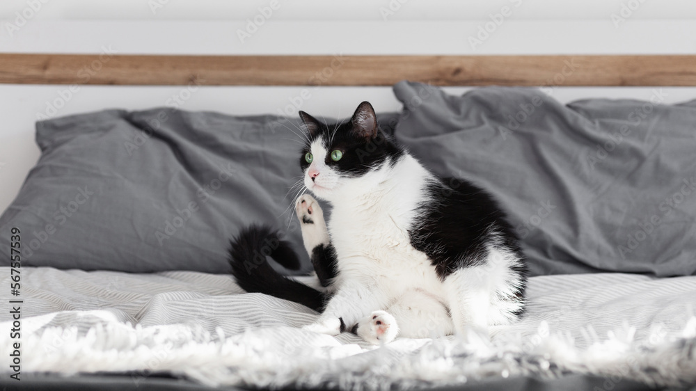 Green eyes black and white domestic cat on bed Green eyes black and white domestic cat on bed