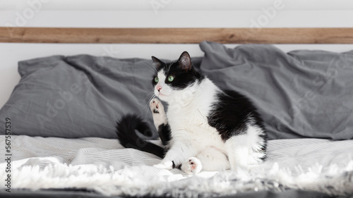 Green eyes black and white domestic cat on bed