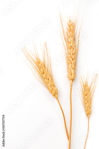 barley on white background
