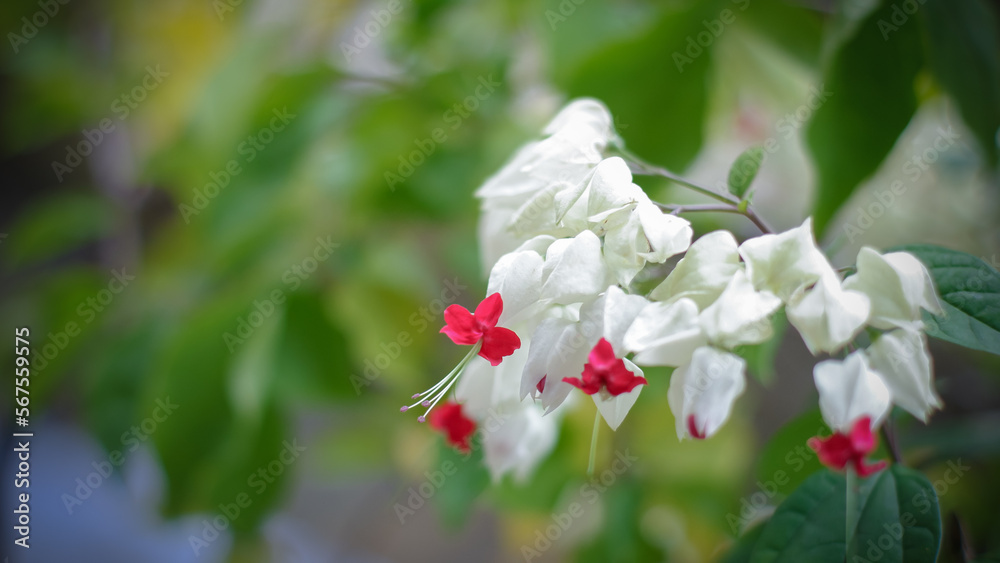 White red bleeding heart vine flower Clerodendrum thomsoniae blooming in garden background. White red bleeding heart vine flower Clerodendrum thomsoniae blooming in garden background.