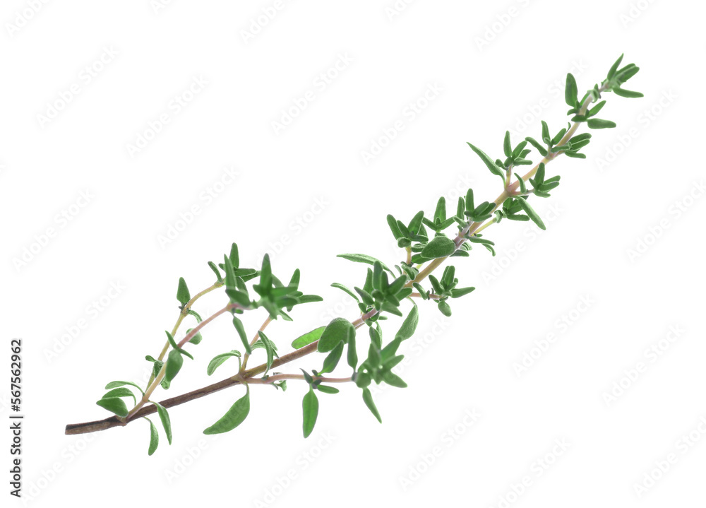 Fresh green thyme sprig isolated on white Fresh green thyme sprig isolated on white