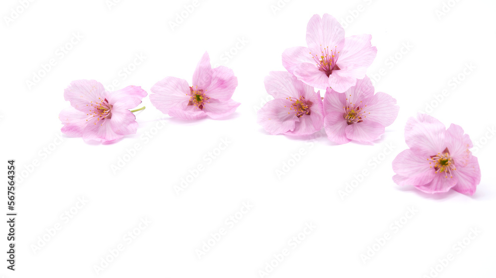 Cherry blossom isolated on white background. sign of spring Cherry blossom isolated on white background. sign of spring
