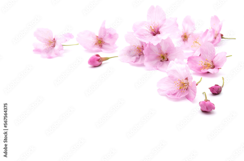 Cherry blossom isolated on white background. sign of spring
