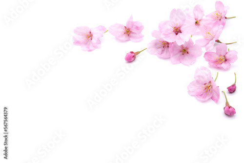 Cherry blossom isolated on white background. sign of spring © Nikox2