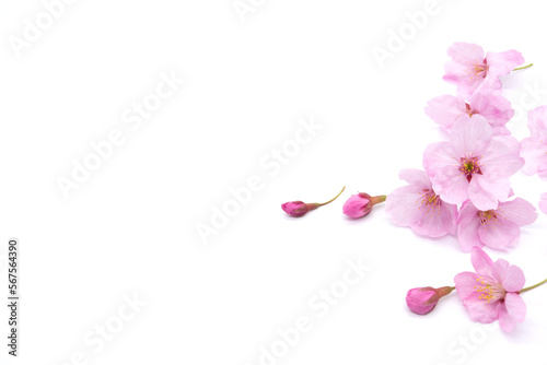 Cherry blossom isolated on white background. sign of spring