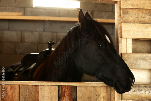 Adorable black horse in wooden stable. Lovely domesticated pet © New Africa