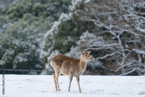 奈良 飛火野 雪と鹿 / Snow and Deer in Japan