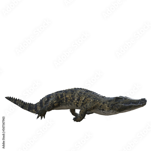 crocodile isolated on white © Blueinthesky
