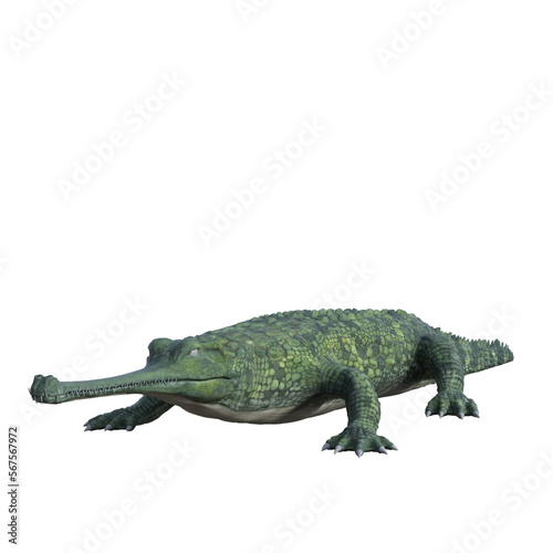 crocodile isolated on white © Blueinthesky