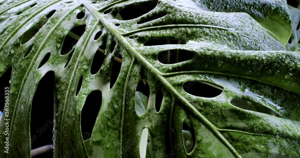 Slider shot of green leaf with water drops on black background.
