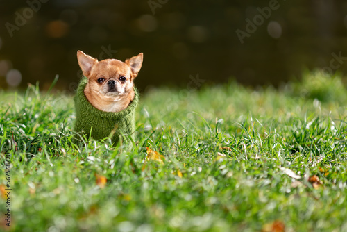 Sad little chihuahua dog sitting on green grass wearing green knitted sweater at summer nature in cold weather