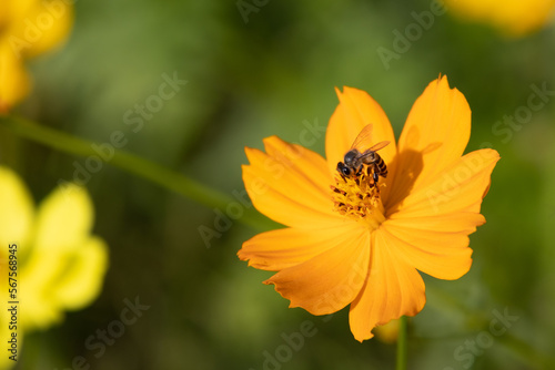 close up of bee eating nectar on the flower pollen