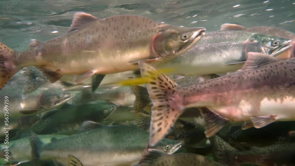School of salmon fish underwater of Sea of Okhotsk. Salmonidae Game-fish in clear transparent water. School of salmon fish underwater of Sea of Okhotsk. Salmonidae Game-fish in clear transparent water.