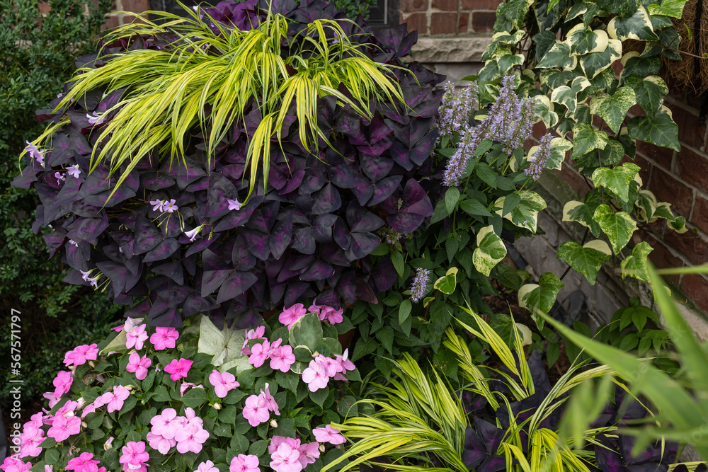 Horizontal photo of a unique Planter Combinations  of perennials and annuals for Stunning Container Garden -  Hakonechloa macra Aureola, oxalis triangularis, pink impatiens and algerian ivy. 
