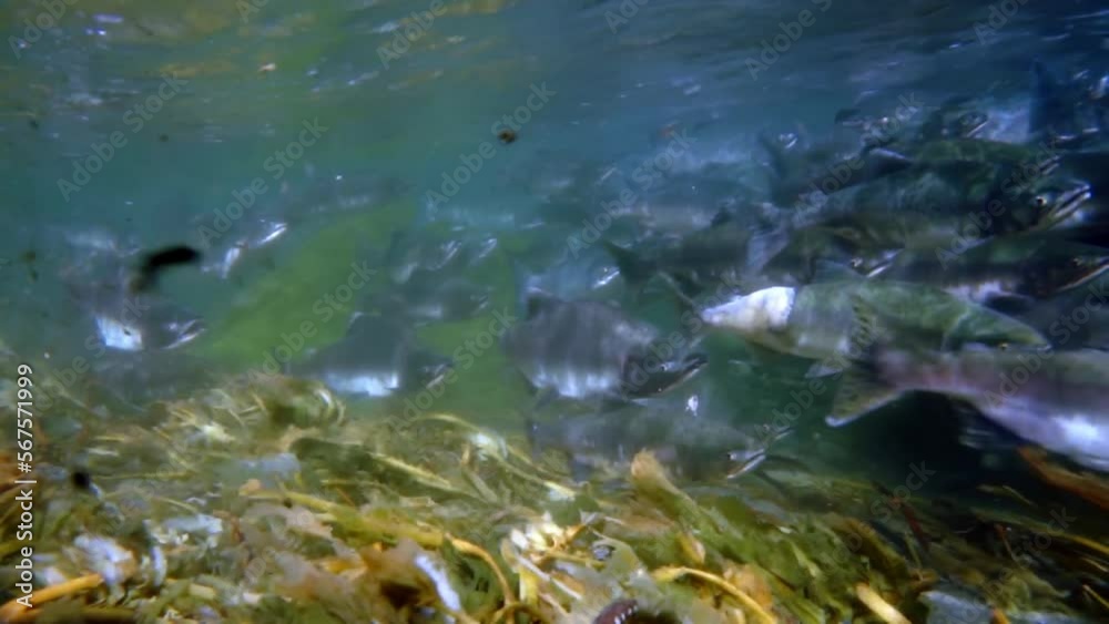 Oncorhynchus gorbuscha salmon fish underwater in sea. School of Salmonidae commercial fish in water on seabed of Sea of Okhotsk. Oncorhynchus gorbuscha salmon fish underwater in sea. School of Salmonidae commercial fish in water on seabed of Sea of Okhotsk.