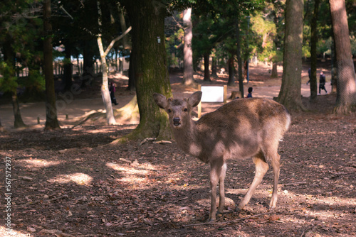 Deer posing for the camera in woods at Nara, Japan