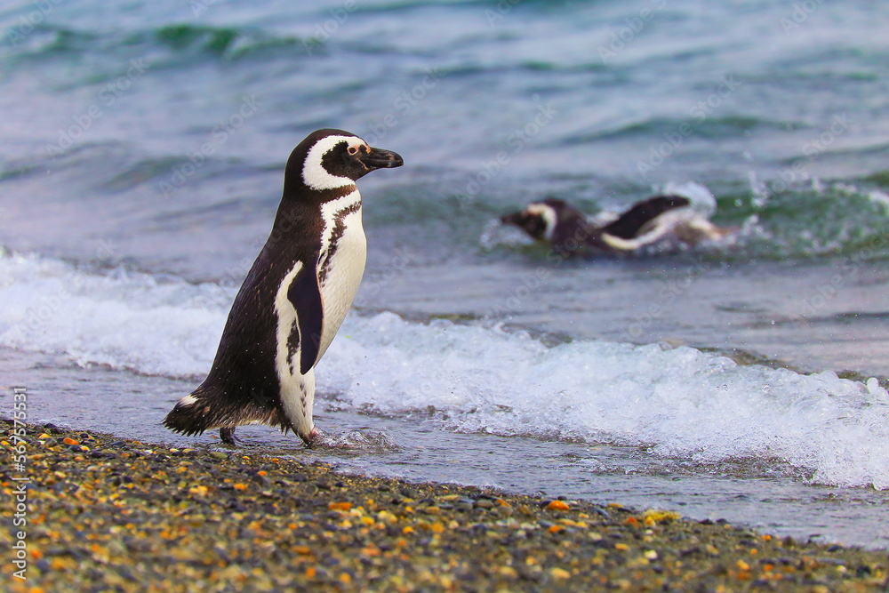 Gentoo Penguins in Tierra Del fuego, Ushuaia, Argentina South America