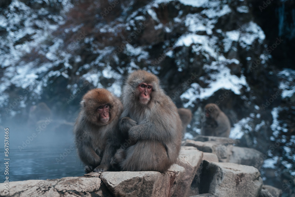 Snow monkeys Japan