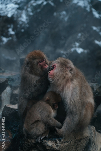 Snow monkeys Japan © Gulzat