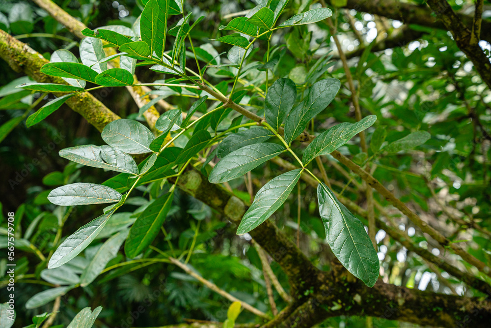 Kigelia is a genus of flowering plants in the family Bignoniaceae. The genus consists of only one species, Kigelia africana, which occurs throughout tropical Africa. Kigelia is a genus of flowering plants in the family Bignoniaceae. The genus consists of only one species, Kigelia africana, which occurs throughout tropical Africa.