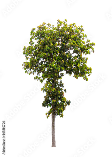 Isolated single tree greenery botanical