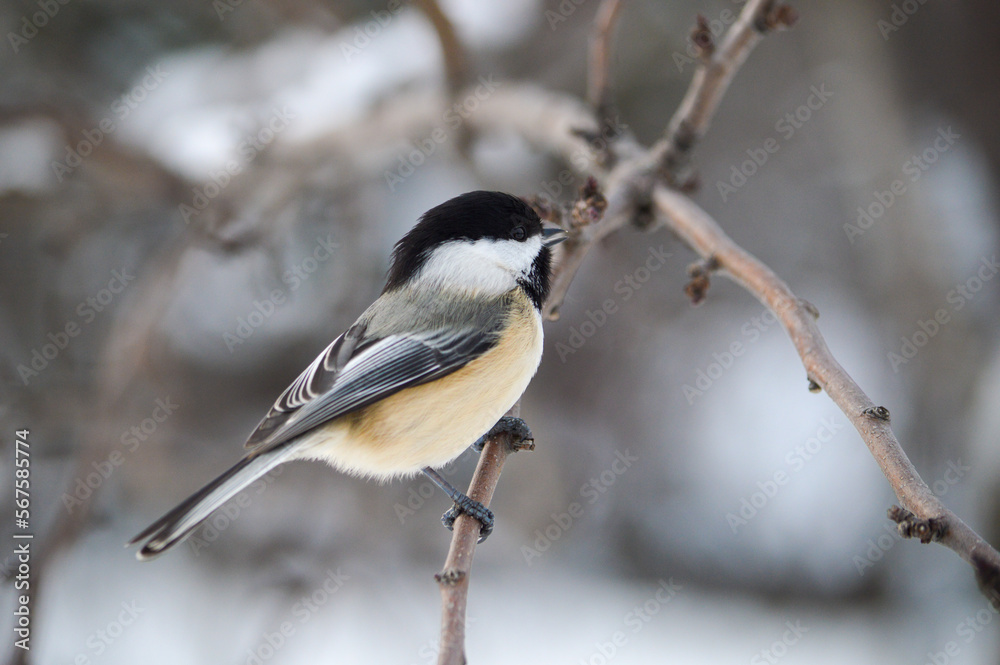 Fototapeta premium Chickadee