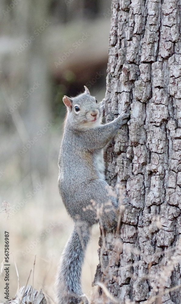 Naklejka premium squirrel on a tree
